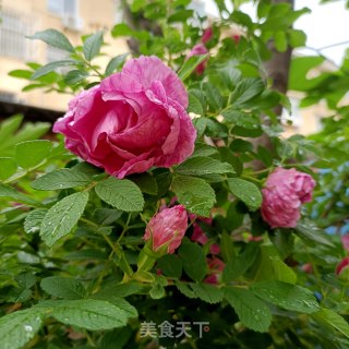 玫瑰花酱的做法步调：1