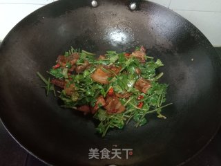喷鼻菜炒回锅肉的做法步调：6