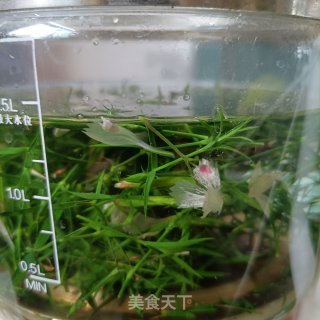 石竹茶的做法步调：4