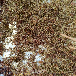 白糖槐花茶的做法步调：10