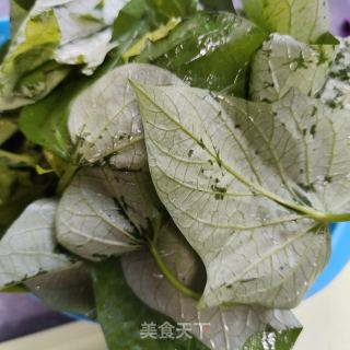 蒜蓉油渣白薯叶的做法步调：1