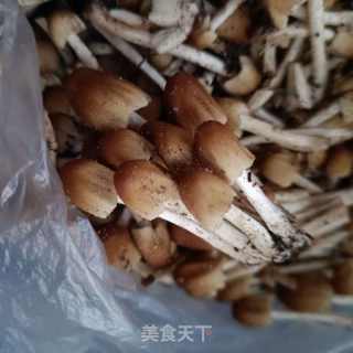小鸡枞菌肉丝喷鼻覃的做法步调：2