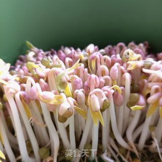 自觉绿芽菜的做法步调：12