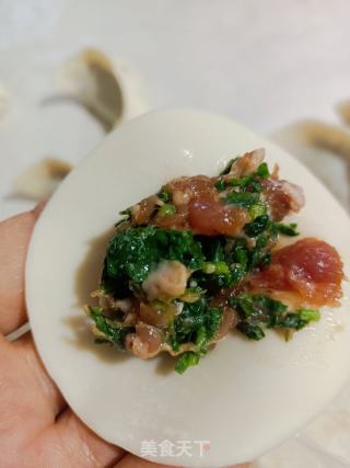 荠菜猪肉饺子的做法步调：8