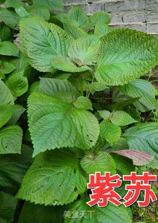 蒸紫苏叶的做法步调：1