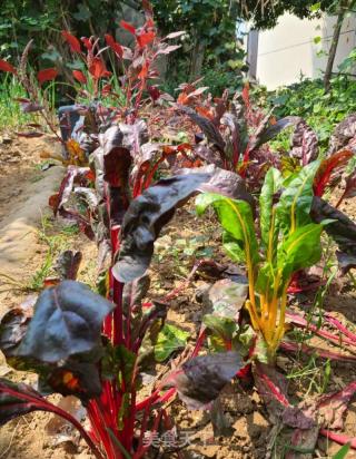 洋翠绿芽菜炒白色莙荙菜的做法步调：1